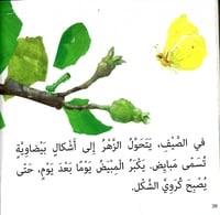 التفاحة الصغيرة