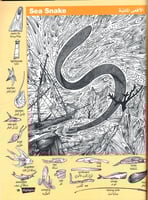 سلسلة الصور المخفية - لون برتقالي- كبيرة