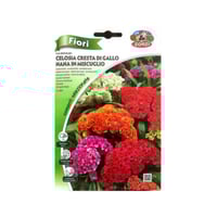 سيلوزيا Celosia