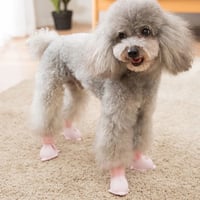 حذاء سيلكون مناسب للحيوانات الأليفة حجم صغير