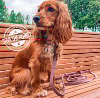 WAU DOG مقود للكلاب مقاس M لون بني فاتح- ليش Leash