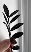 زاميا بلاك ريفن - Zamioculcas zamiifolia raven