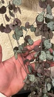 Ceropegia woodii - سيروبيجيا وودي ( سلسلة القلوب )