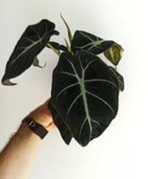 Alocasia black velvet - الوكاسيا بلاك فلفت