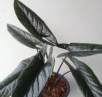 Alocasia Scalprum - ألوكاسيا سكلبرم