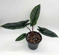 Alocasia Scalprum - ألوكاسيا سكلبرم