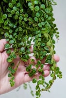 ببروميا بورستراتا - Peperomia Prostrata