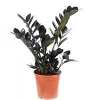 زاميا بلاك ريفن - Zamioculcas zamiifolia raven