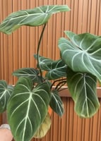 Philodendron Gloriosum - فيلوديندرون جلوريوسوم