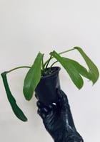 فيلوديندرون جويبي - Philodendron Joepii