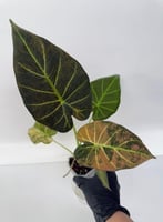 Alocasia Regal Shield Pink Variegata