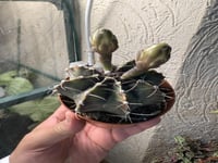 Gymnocalycium Mihanovichii Variegated - جيمنوكالسي...