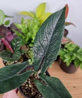 Alocasia Scalprum - ألوكاسيا سكلبرم