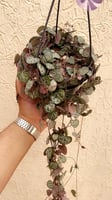 Ceropegia woodii - سيروبيجيا وودي ( سلسلة القلوب )