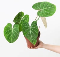 Philodendron Gloriosum - فيلوديندرون جلوريوسوم