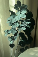 أغصان أوكالبتوس مجففه