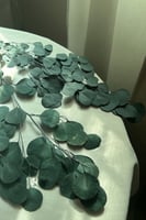 أغصان أوكالبتوس مجففه