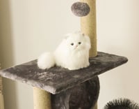 خداشة عملاقة