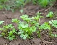 بذور البقدونس البلدي