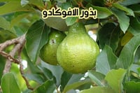 بذور الافوكادو (بذرة)