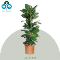 نبتة فيكس مطاط