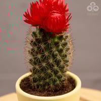 نبتة صبار بورود حمراء بمركن أصفر