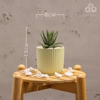 نبتة حوراء القصر بمركن لونا أخضر