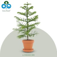 نبتة اروكاريا