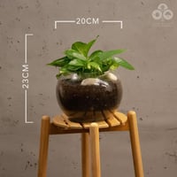 نبتة البوتس بفازة زجاجية