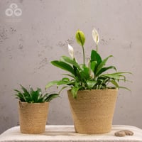 مركن بوهيمي