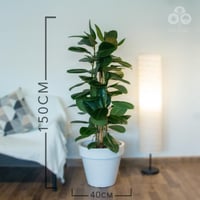 نبتة فيكس مطاط