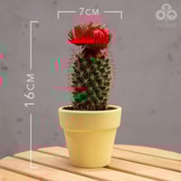 نبتة صبار بورود حمراء بمركن أصفر