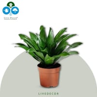 نبتة الدراسينا كومباكتا