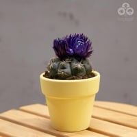 نبتة صبار بورود بنفسجية بمركن أصفر