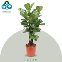 نبتة فيكس ليراتا 90 سم