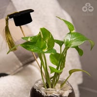 نبتة البوتس بفازة مع قبعة تخرج صغيرة