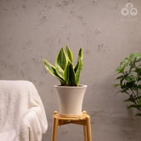 نبتة سنسفيرا جلد النمر بمركن سيتي بلاستونا