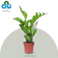 نبتة زاميا صغير 30 سم