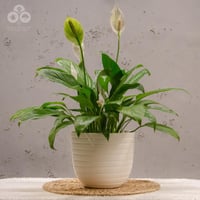 مركن هافانا أبيض 20 سم