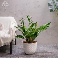 نبتة الزاميا 70 سم بمركن تروبيكل برتغالي