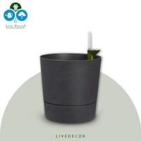 مركن هولندي - ذاتي الري