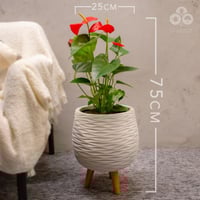 نبتة انتوريوم 75 سم