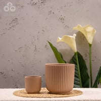 مركن لونا زهري