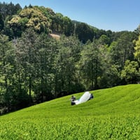 ماتشا أوجي ياباني أصلي بريميوم 20 جم Uji Matcha