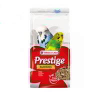 أكل طيور الحب والبادجي فيرسلاقا