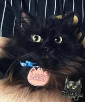 تعليقات قطط حسب الطلب