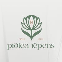 Protea repens