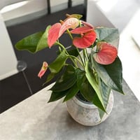 نبة الانتوريوم بافازة راقية