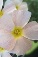 بصيلة أقصليس (وهج)