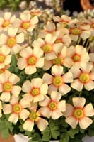 بصيلة أقصليس (رنيم)